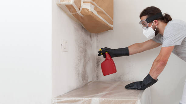 Professional Basement Mold Remediation technician working in Richland, PA