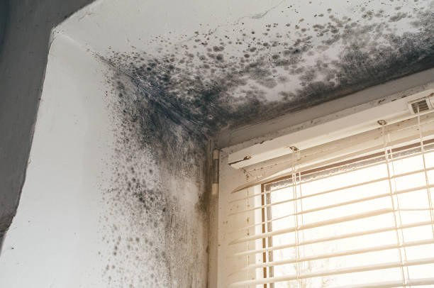 Affordable Basement Mold Remediation solutions in Richland, PA