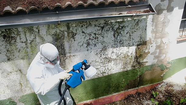 Top rated local Basement Mold Remediation specialists in Richland, PA